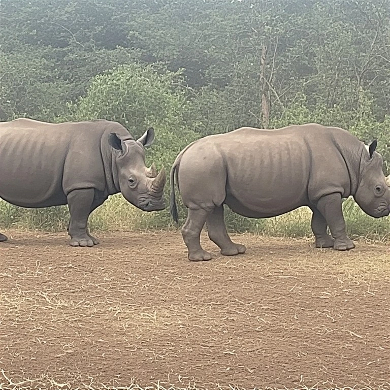 Black rhino in Kenya
